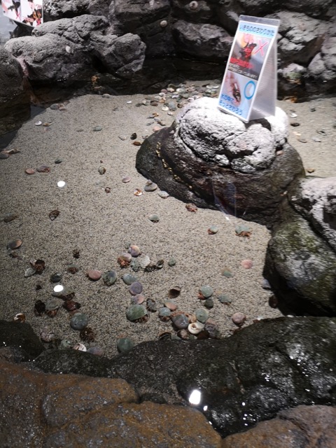 マリンピア日本海のタッチ水槽画像