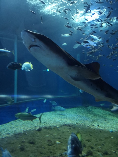 マリンピア日本海 サメ画像