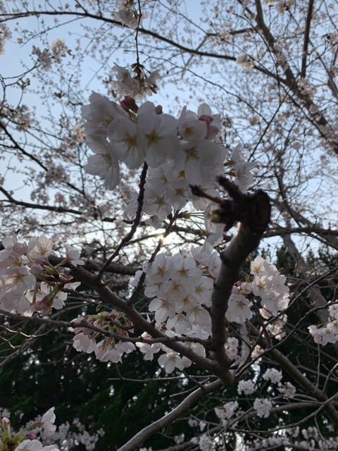 千葉市栄福寺ソメイヨシノの開花状況画像